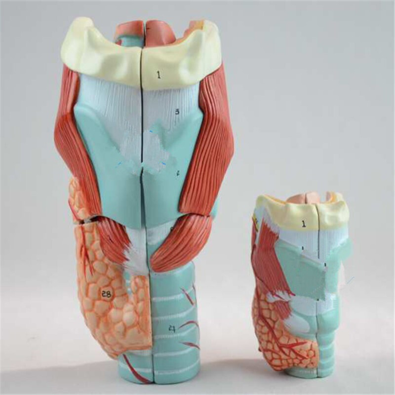 2倍放大咽喉模型 揭秘喉部結構與醫學教學應用